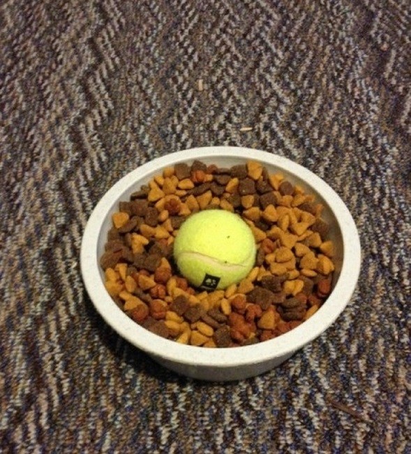 Put a ball in the food bowl